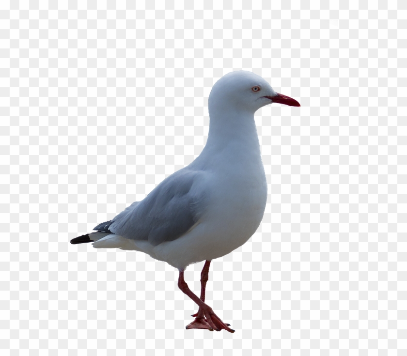Download - Seagull Png #1191859