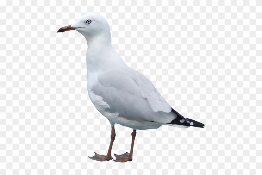 Bbd-4 - Seagull No Background #1191867