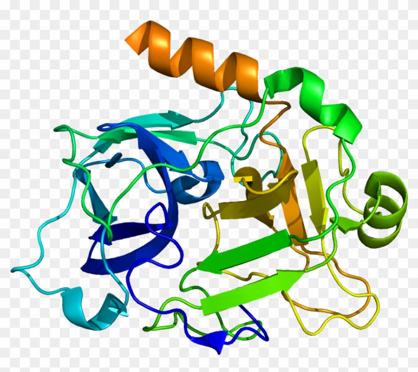 High Molecular Weight Kininogen Structure #1191899