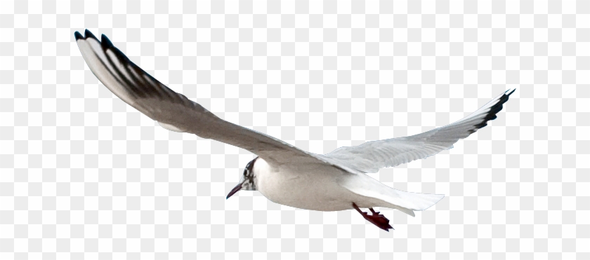Яндекс - Фотки - Seagull Transparent Background #1191912