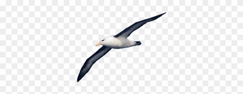 Albatross - Albatross #1191953