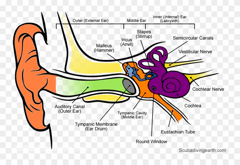 Why Does It Hurt My Ears When I Go Underwater - Anatomy Of The Human Ear #1192930