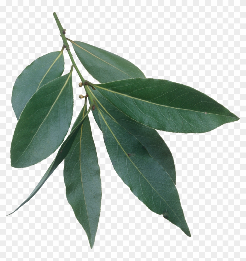 Bay Laurel Bay Leaf Laurel Wreath Herb - Лавровый Лист Пнг #1193010