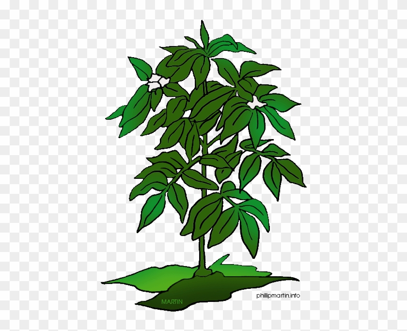 Pot Plant Clipart May - Plant Images Clip Art #1193054