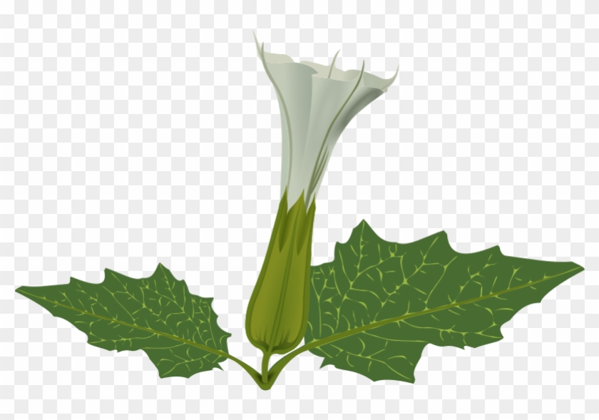 Free Weed Plant Clip Art - White Tube Flower #1193057