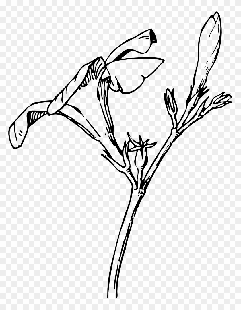 Oleander Flower And Bud - Bud Clipart Black And White #1193086