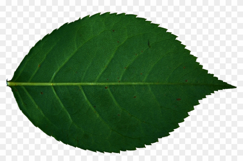 Rose Leaf Png Wwwimgkidcom - Canoe Birch #1193367