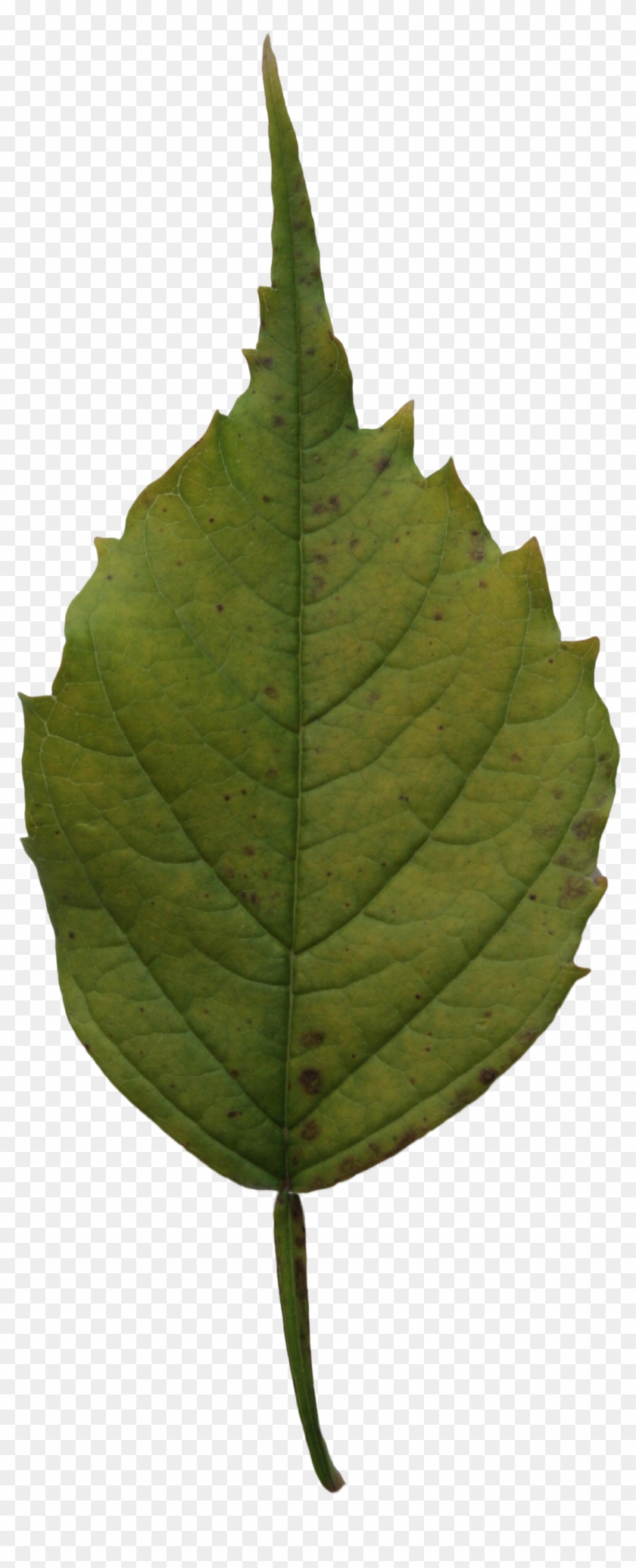 2d Leaves - Dark Green Leaf Png #1193375