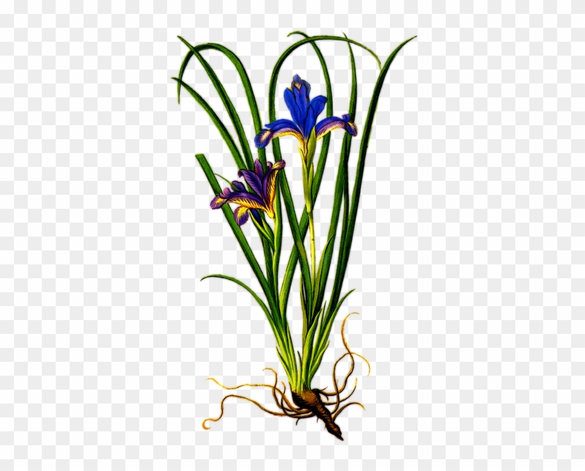 Crocus Clipart Flower Root - Iris Flower With Roots #1193460