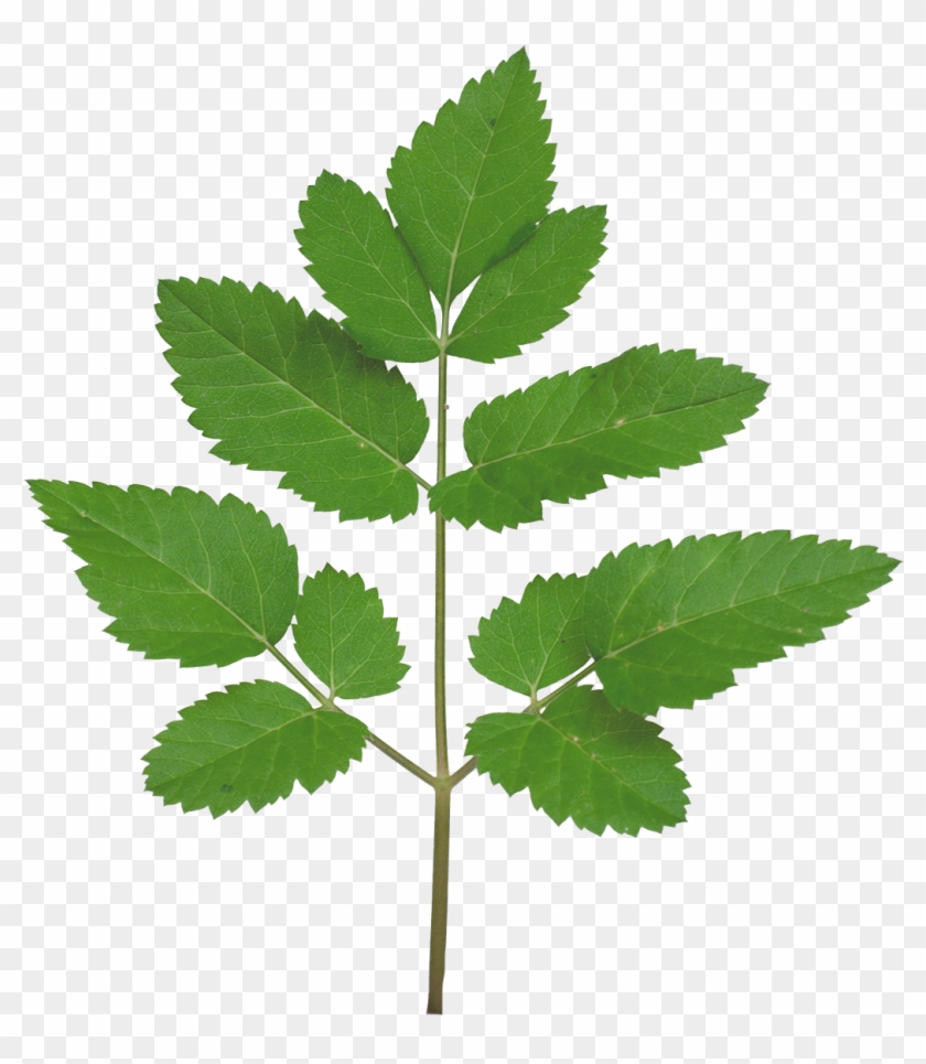 Vegetation Smallplant 21 - Tree Branch Texture Png #1193515