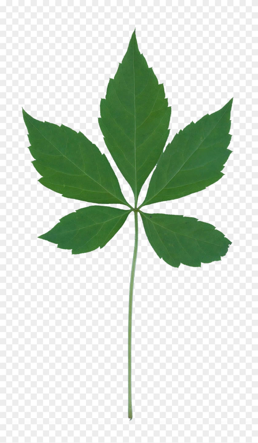 Vegetation Smallplant 03 - Leaf #1193517