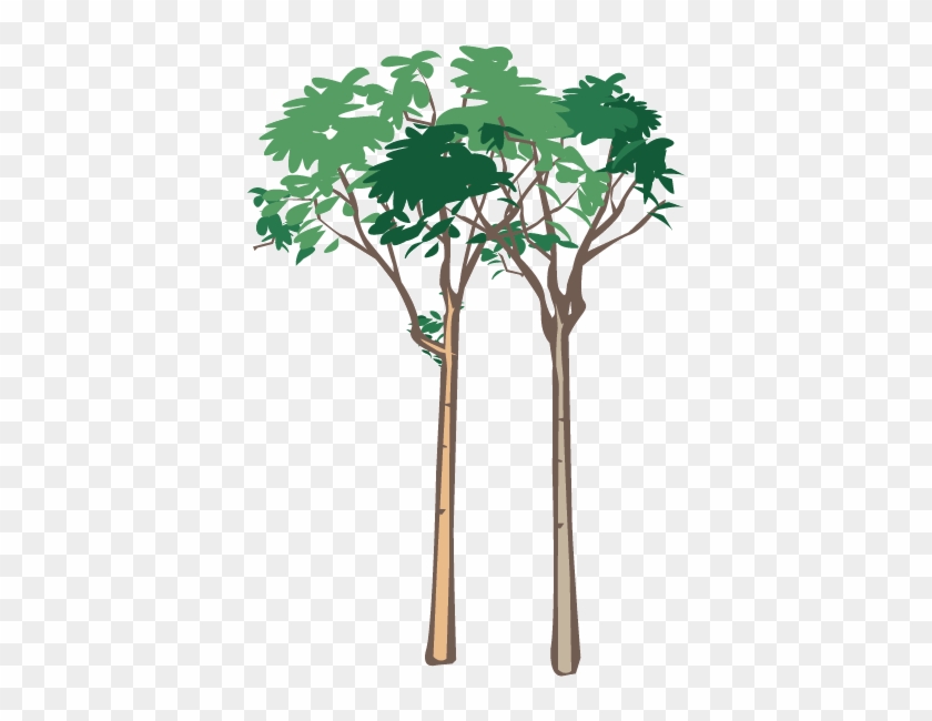 Vegetation - - Plane-tree Family #1193533