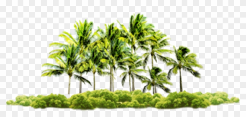 Beach Bu1ec9m Su01a1n Coconut Praia Do Coqueiro - Tropical Paradise Twin Duvet #1193536