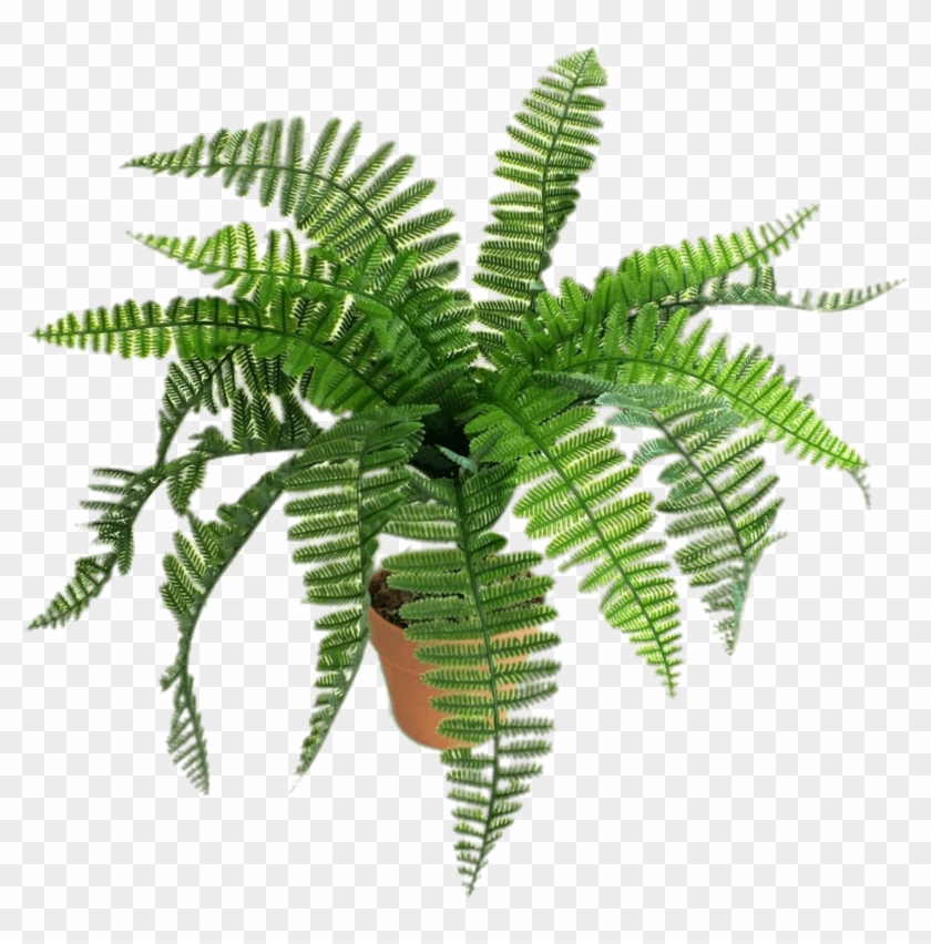 Fern #1193540