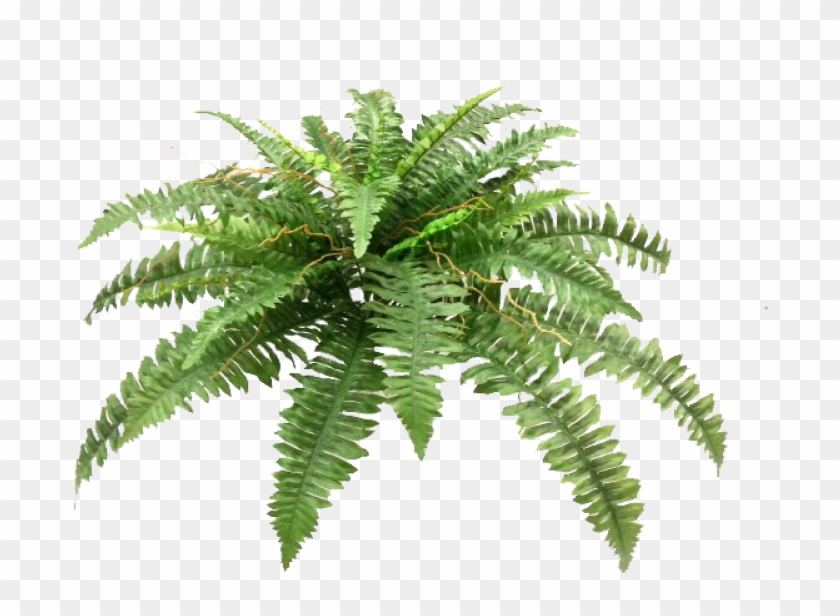 Boston Fern Bush X 4 38lvs - Pond Pine #1193598