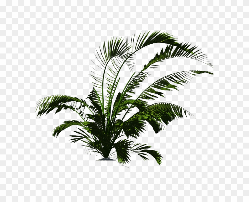 Org Howea - Tropical Plants Palm Png #1193621
