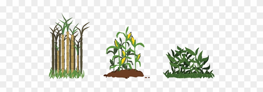 Crops Detail - - Plantation #1193624