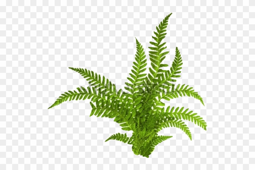 Fern #1193635