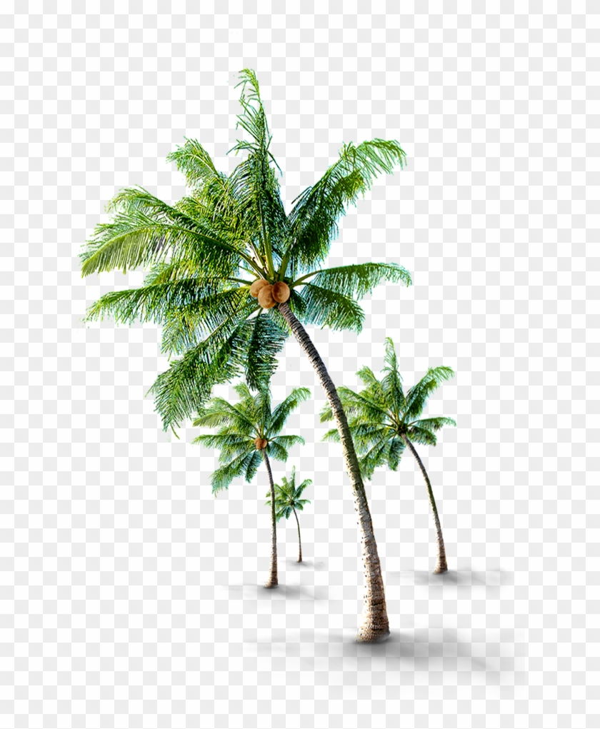 Paying Guest Kochi - Coconut Tree Hd Png #1193651