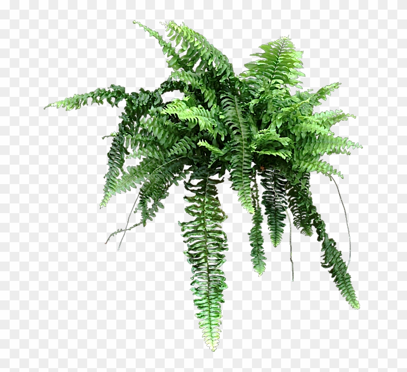 Why Are The Tips Of My - Fern #1193662