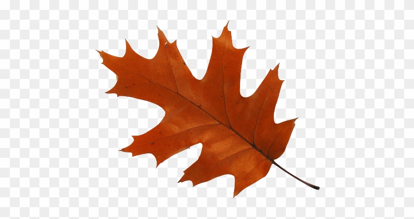 Maple Leaf #1193799