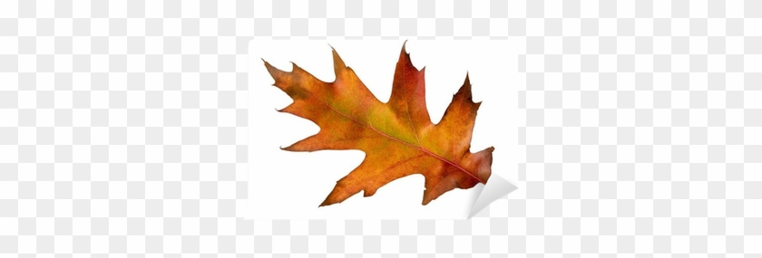 Maple Leaf #1193819