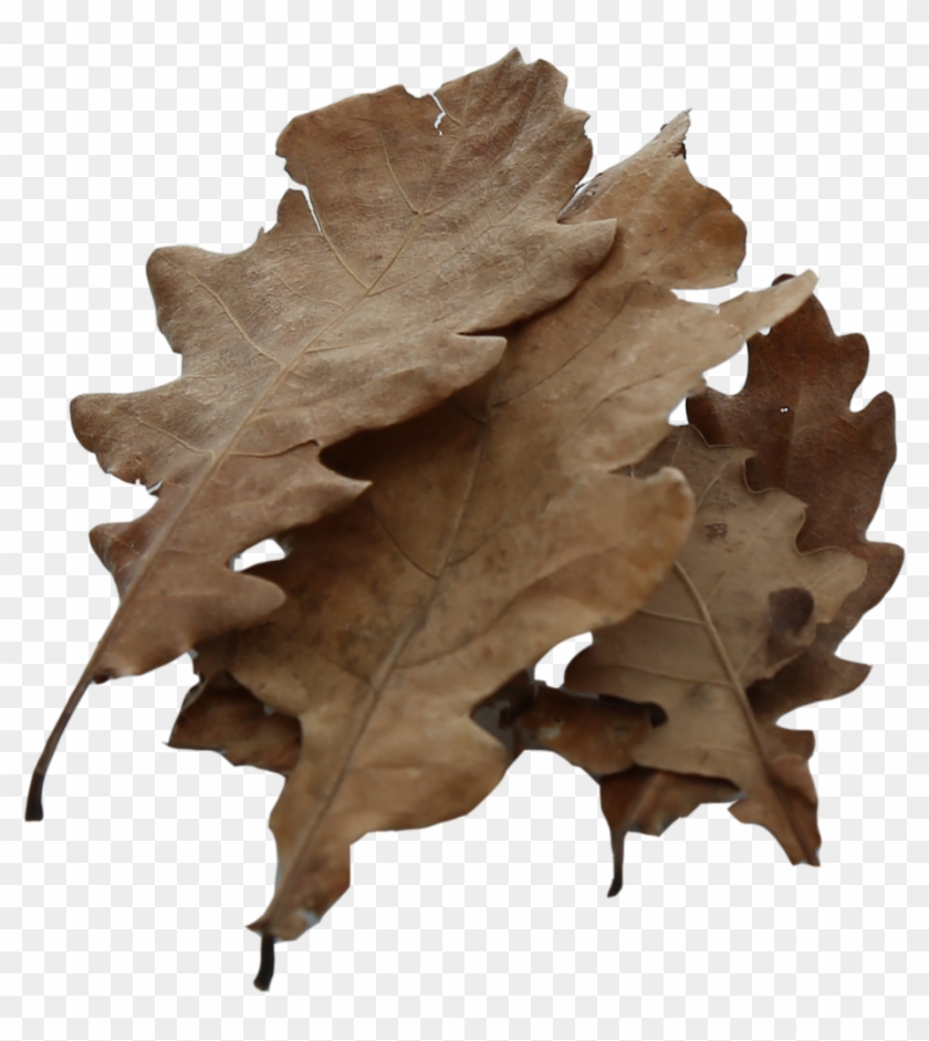 Oak Leaves - 10g - Oak Leaf Cluster #1193827