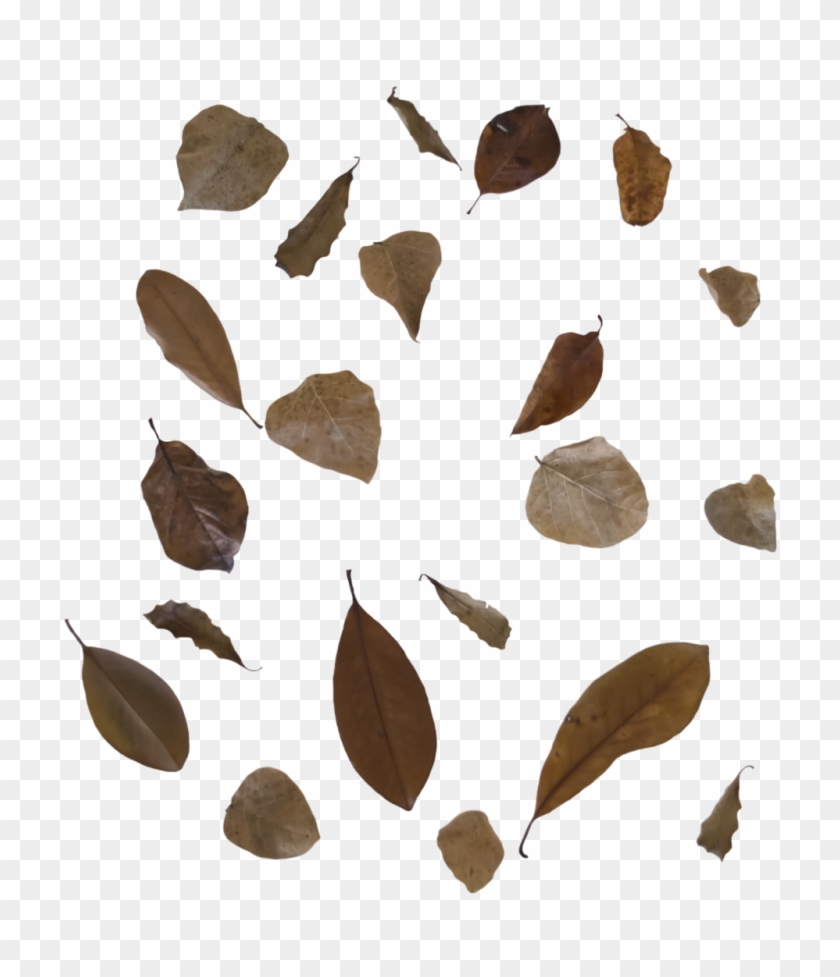 Fall Leaves 3 Png Free To Use By Kibblywibbly - Transparency #1193836