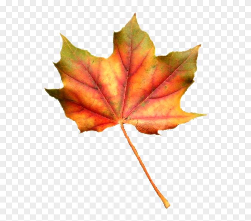 Tubes Feuilles Png Pour Vos Créas D'automnefeuilles - Maple Leaf #1193841