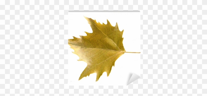 Maple Leaf #1193854