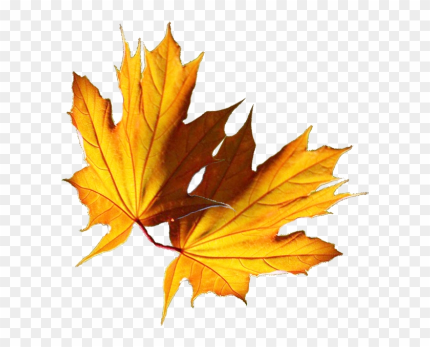 Feuilles - Maple Leaf #1193857