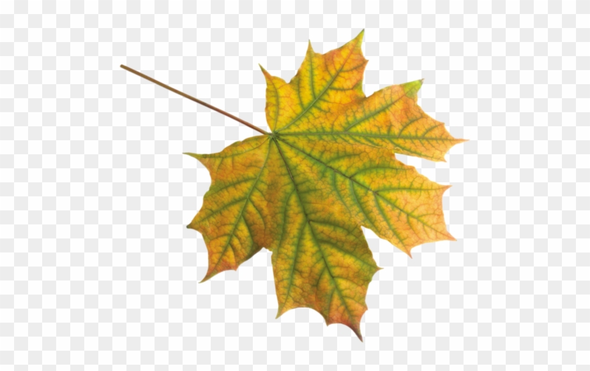 Feuilles / Automne - Maple Leaf #1193861