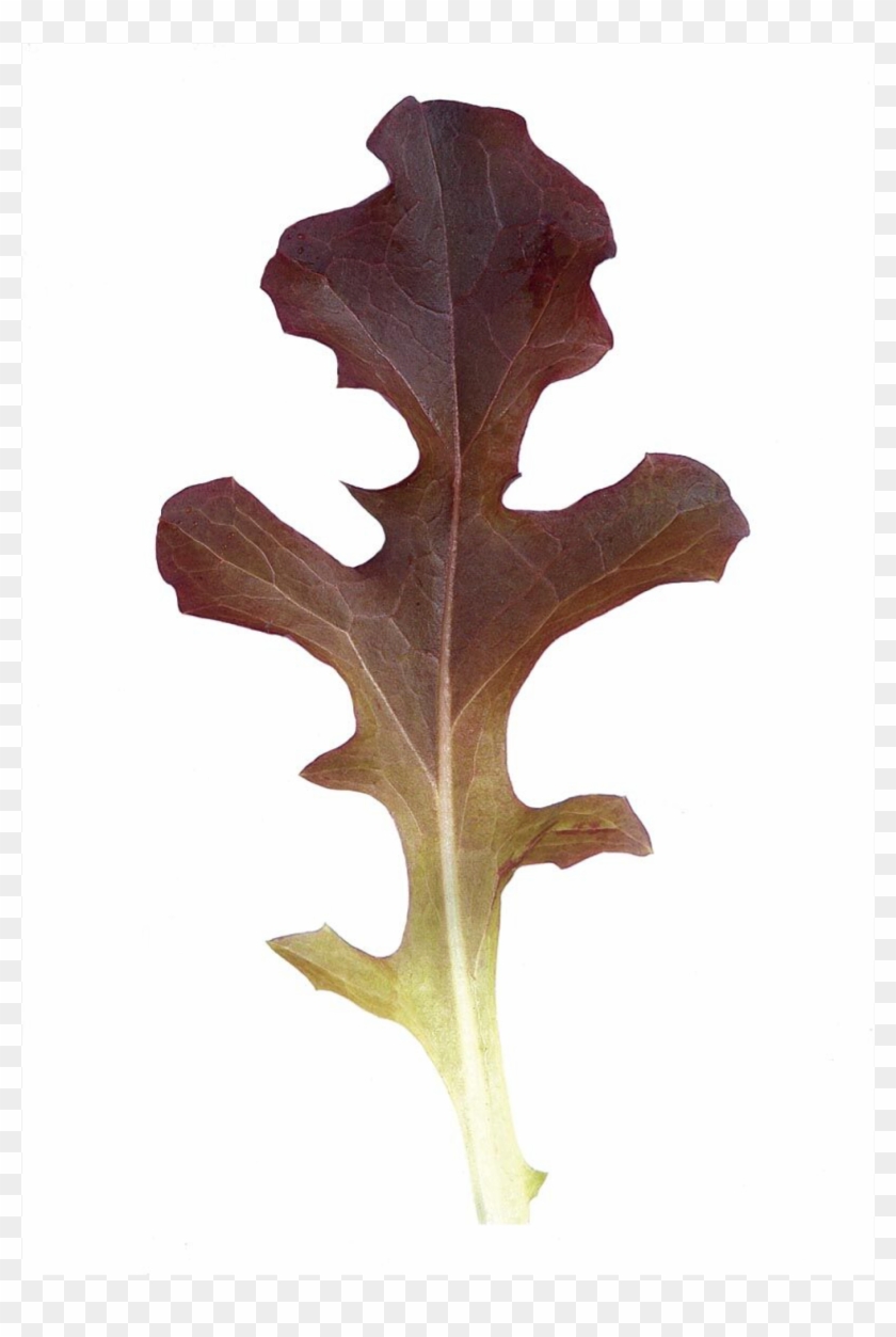Garrison Oakleaf Lettuce - Leaf Lettuce #1193865