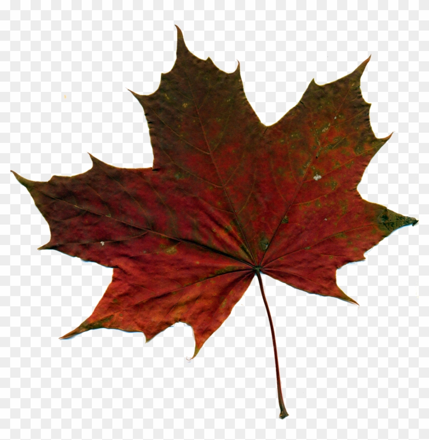 Sheet Autumn Leaf Red Leaves Png Image - Autumn Sheet Png #1193885