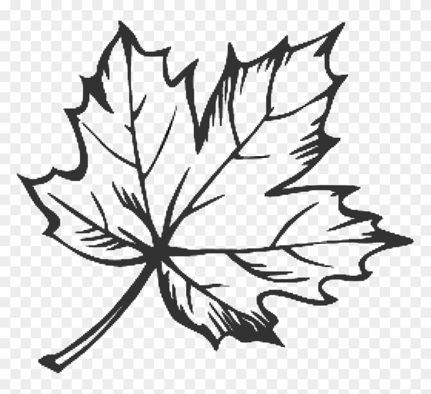 Drawn Maple Leaf Doodle - Maple Leaf Line Drawing #1193889