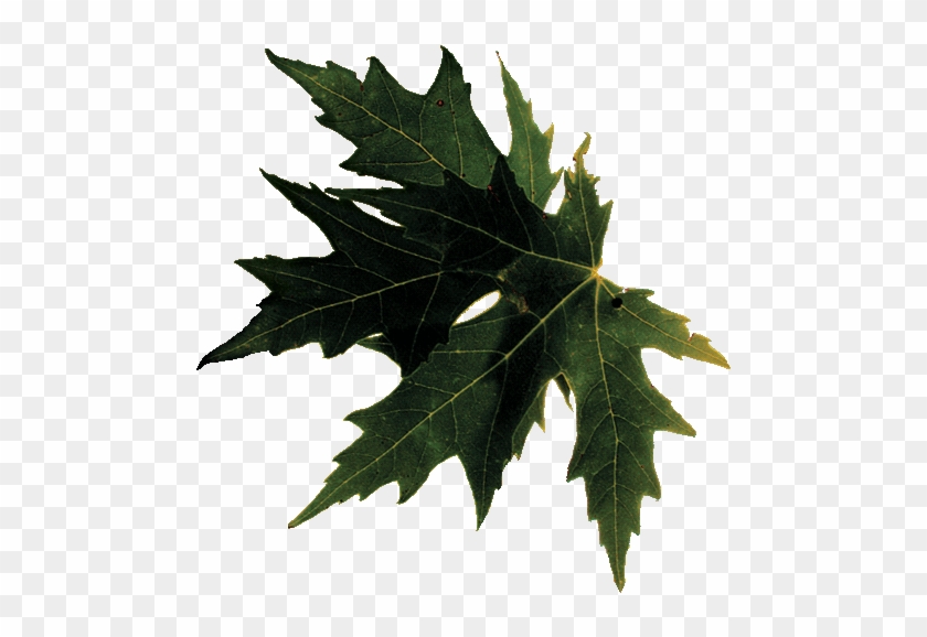Maple Leaf #1193890