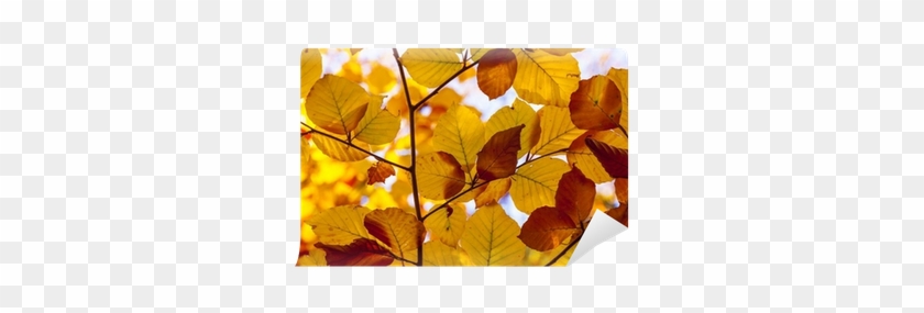 Papier Peint Belles Feuilles À La Lumière De L'été - Autumn #1193895