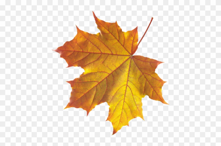 Feuilles D'automne Série - Realistic Leaf Clip Art #1193900