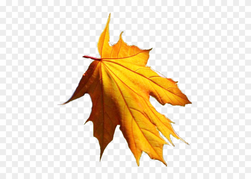 Tubes Automne Pngeclatez Vous Mes Ptits Anges - Güz Yapraklari Png #1193904