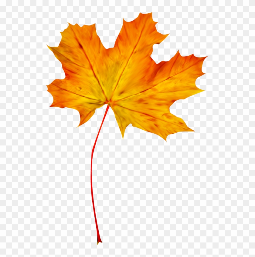 Feuilles D'automne Png - Maple Leaf #1193906