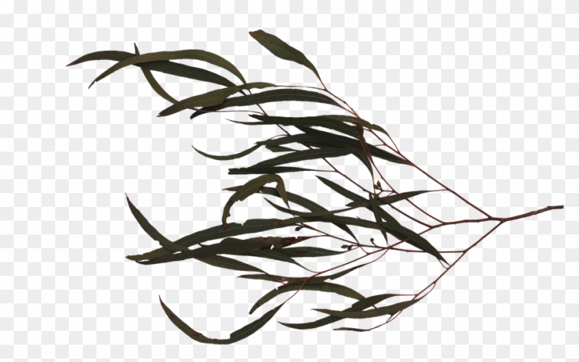Branch Tree Leaf - Sweet Grass #1193907