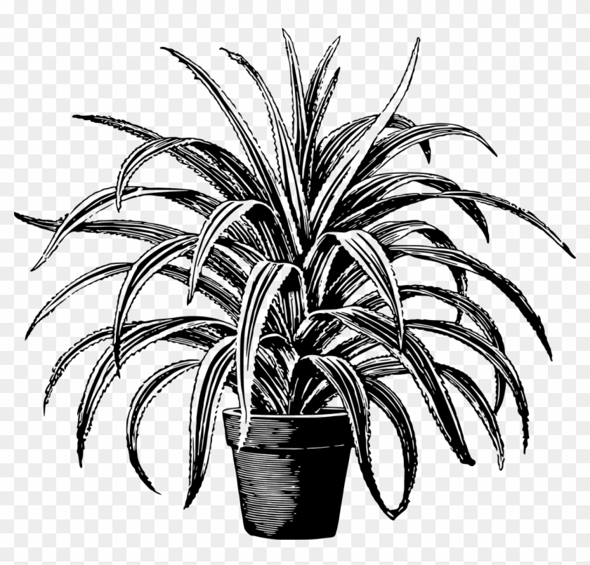 Houseplant Leaf Leafy Leaves Png Image - Houseplant Black And White #1193926