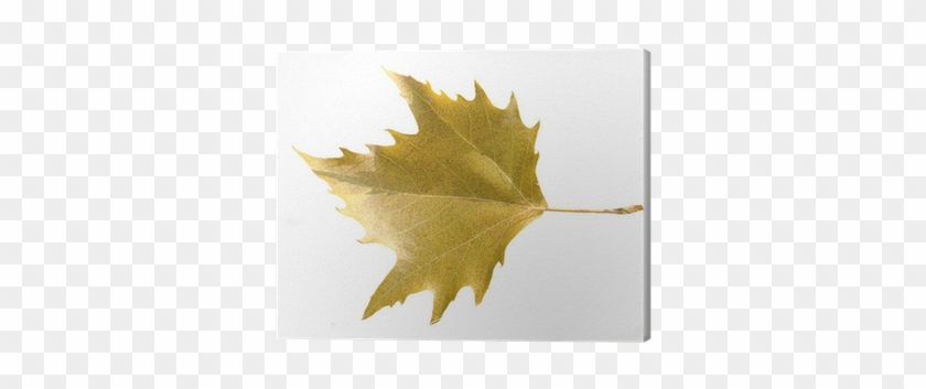 Maple Leaf #1193935