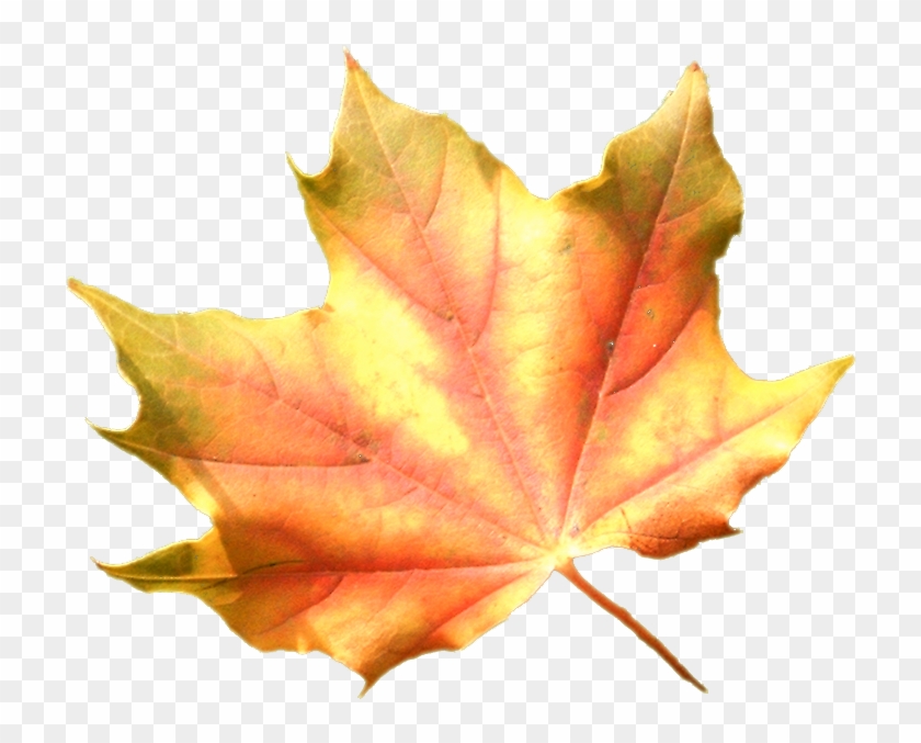 Tubes Feuilles Png Pour Vos Créas D'automnefeuilles - Autumn #1193946