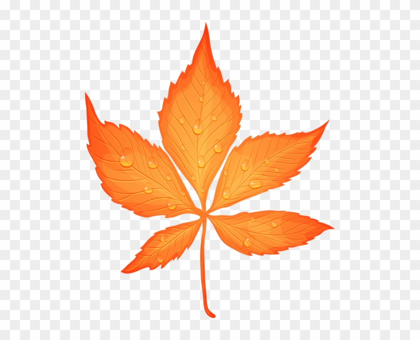 Autumn Leaf With Dew Drops Transparent Png Clip Art - 2 Transparent Leaf #1193950