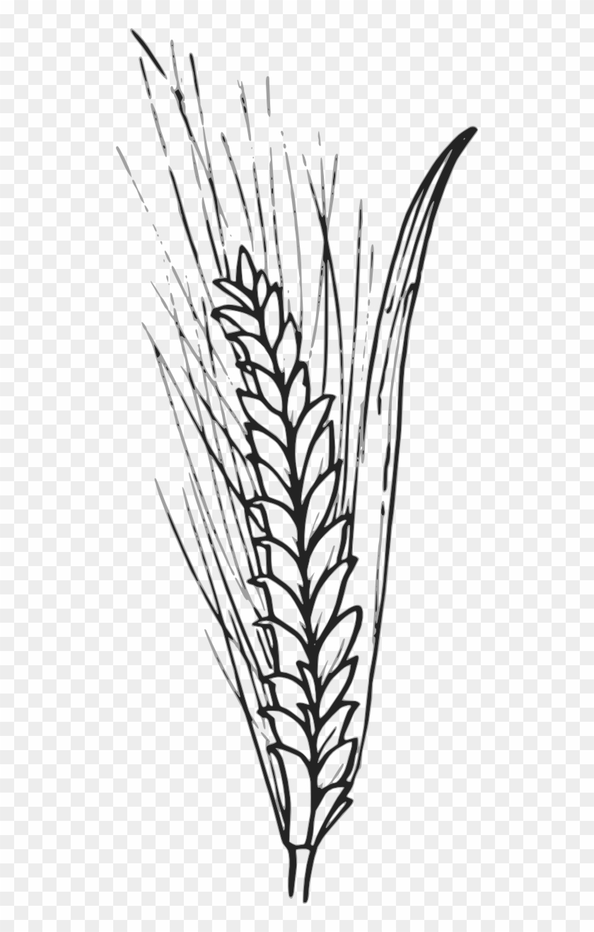 Wheat Clipart Wheat Leaf - Wheat Outline #1193965