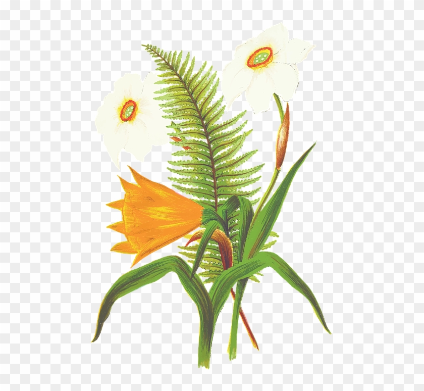 Tropical Flower Drawings 6, Buy Clip Art - Flower #1193991