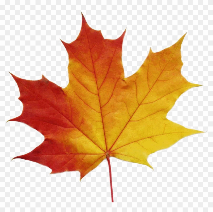 Ko-70, Maple Leaves - Maple Leaf Vector #1194031