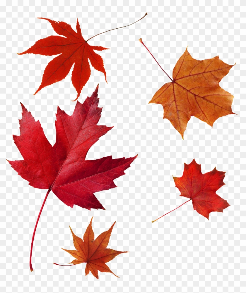 Transparent Of Maple Leaf - Red Leaf #1194033