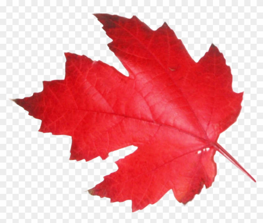 Red Maple Leaf Png #1194051
